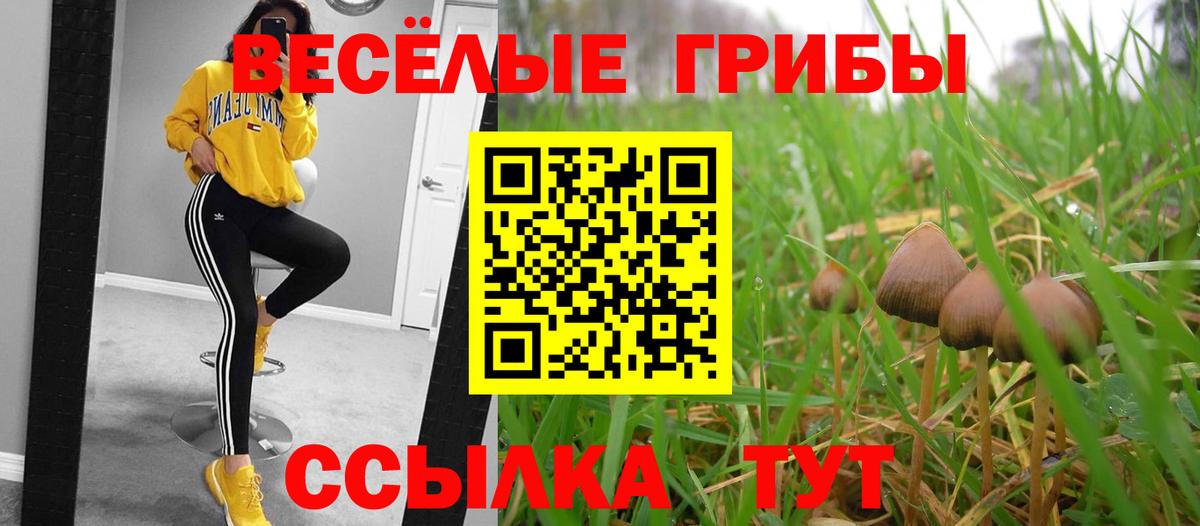 Псилоцибиновые грибы Psilocybe Боровичи